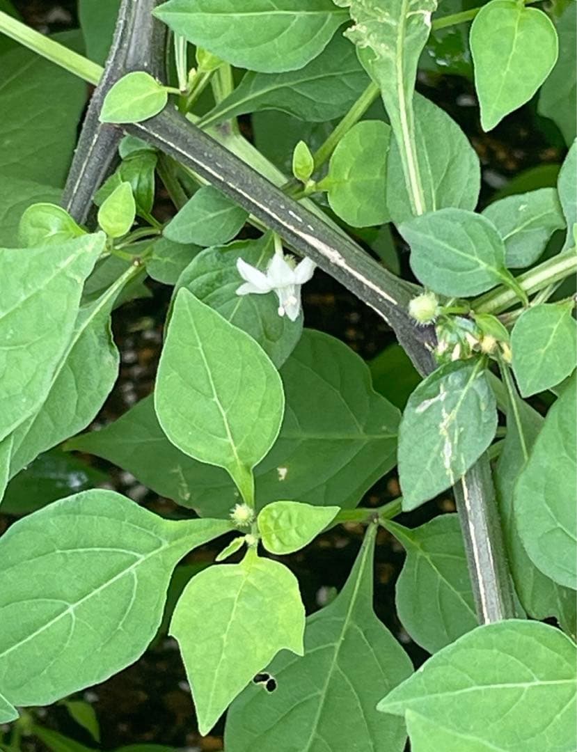 絶滅危惧種 ヤマホウズキの完熟実80個(今期最後)