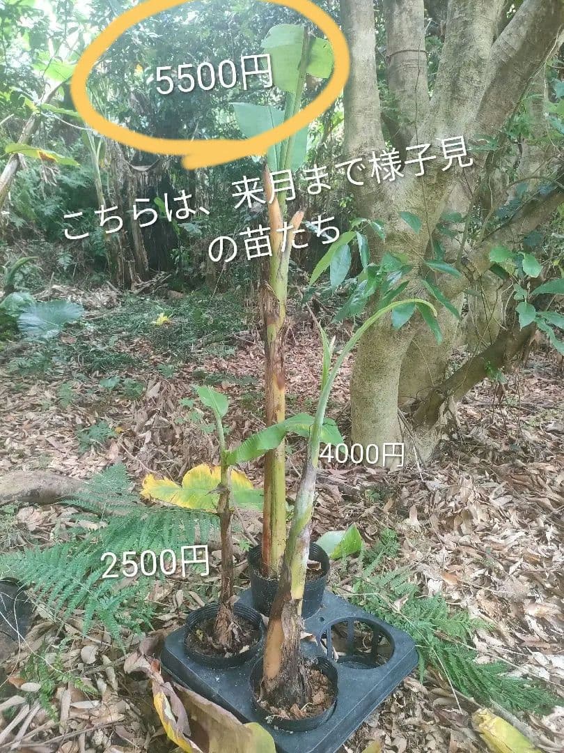 【ラッキー】