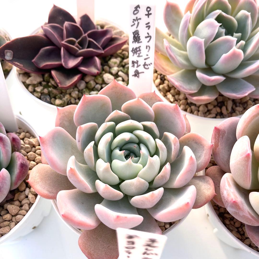 か*ん様 エケベリア 15種類まとめ売り 多肉 桃太郎 トマト姫 トバレンシス