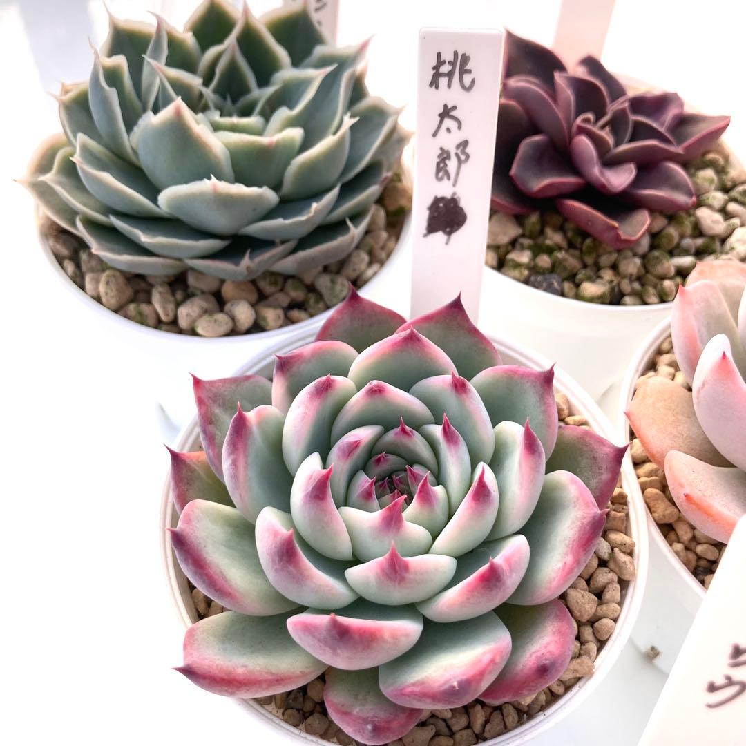 か*ん様 エケベリア 15種類まとめ売り 多肉 桃太郎 トマト姫 トバレンシス