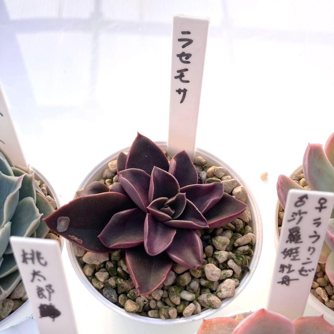 か*ん様 エケベリア 15種類まとめ売り 多肉 桃太郎 トマト姫 トバレンシス