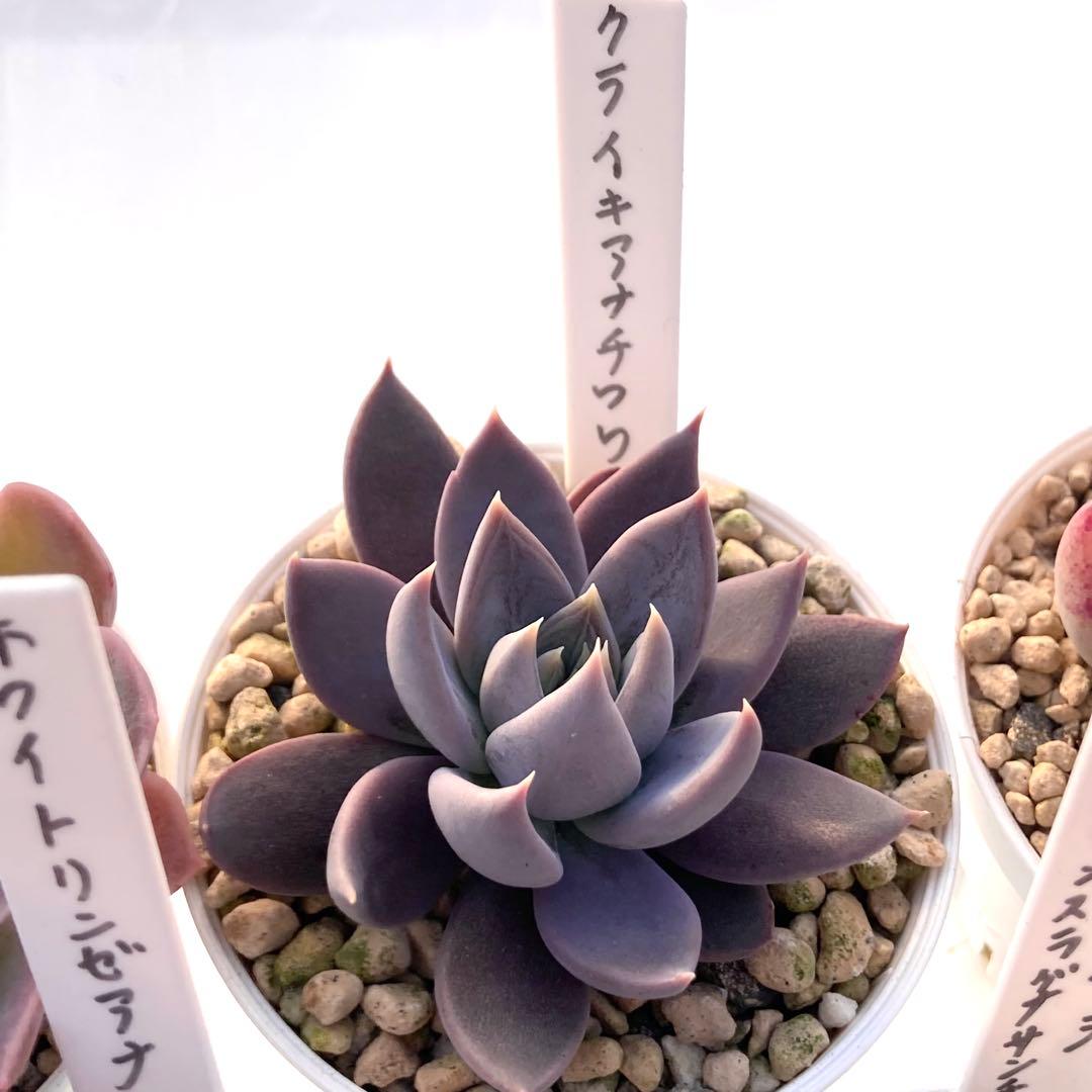 か*ん様 エケベリア 15種類まとめ売り 多肉 桃太郎 トマト姫 トバレンシス