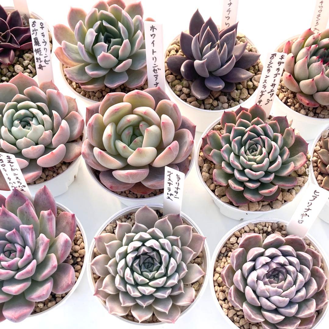 か*ん様 エケベリア 15種類まとめ売り 多肉 桃太郎 トマト姫 トバレンシス