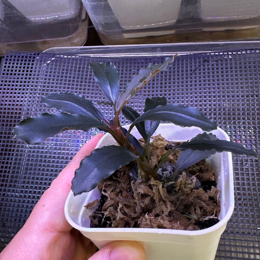 Bucephalandra sp. Demos 3rd【水の国】