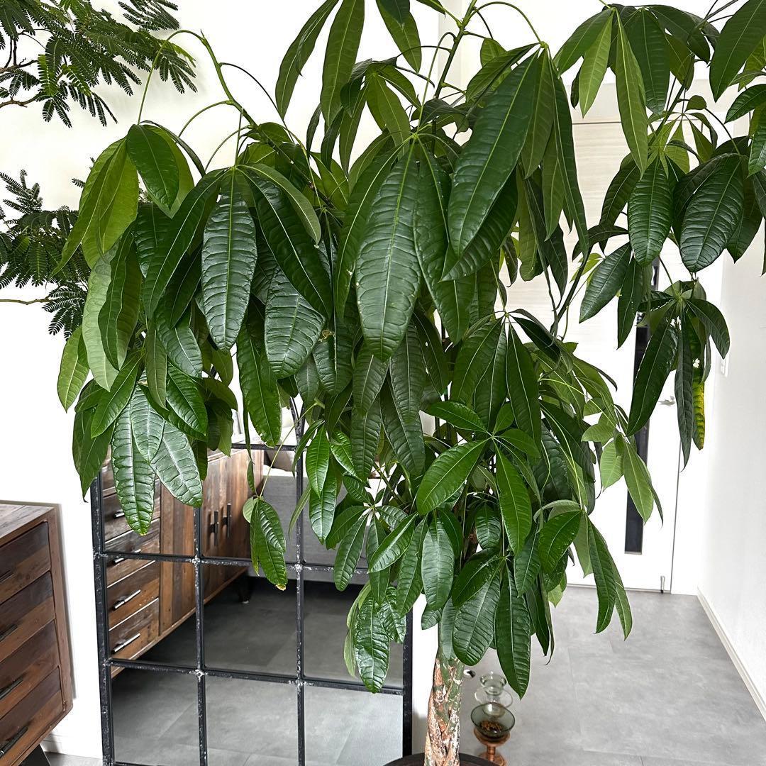 値下●引取り希望●大型　パキラ 180cm ねじりパキラ 観葉植物 植木 庭木