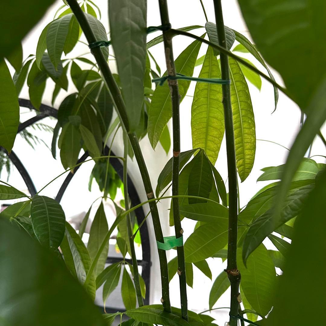 値下●引取り希望●大型　パキラ 180cm ねじりパキラ 観葉植物 植木 庭木