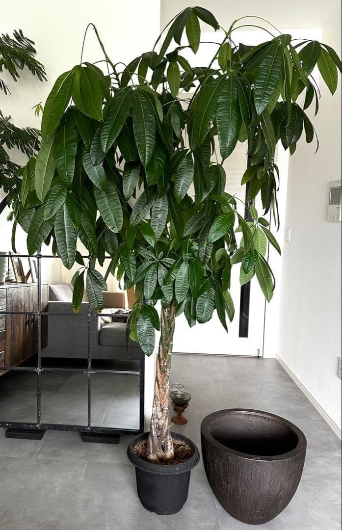 値下●引取り希望●大型　パキラ 180cm ねじりパキラ 観葉植物 植木 庭木