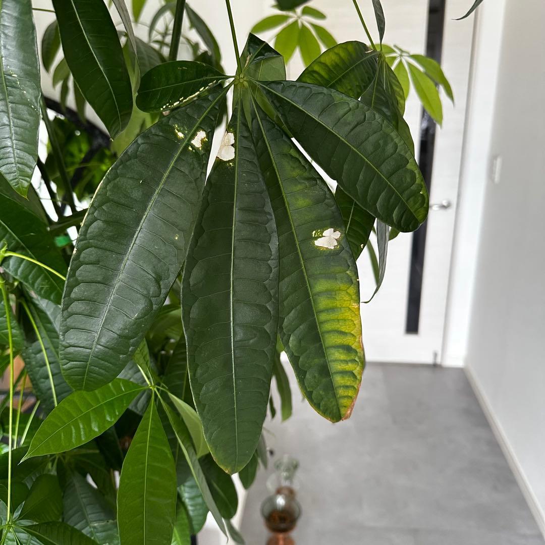 値下●引取り希望●大型　パキラ 180cm ねじりパキラ 観葉植物 植木 庭木