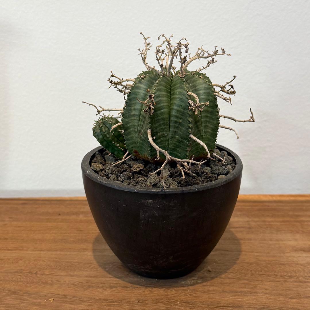 【美株】ユーフォルビア スーパーバリダ 雌株 国内実生株 塊根植物 サボテン
