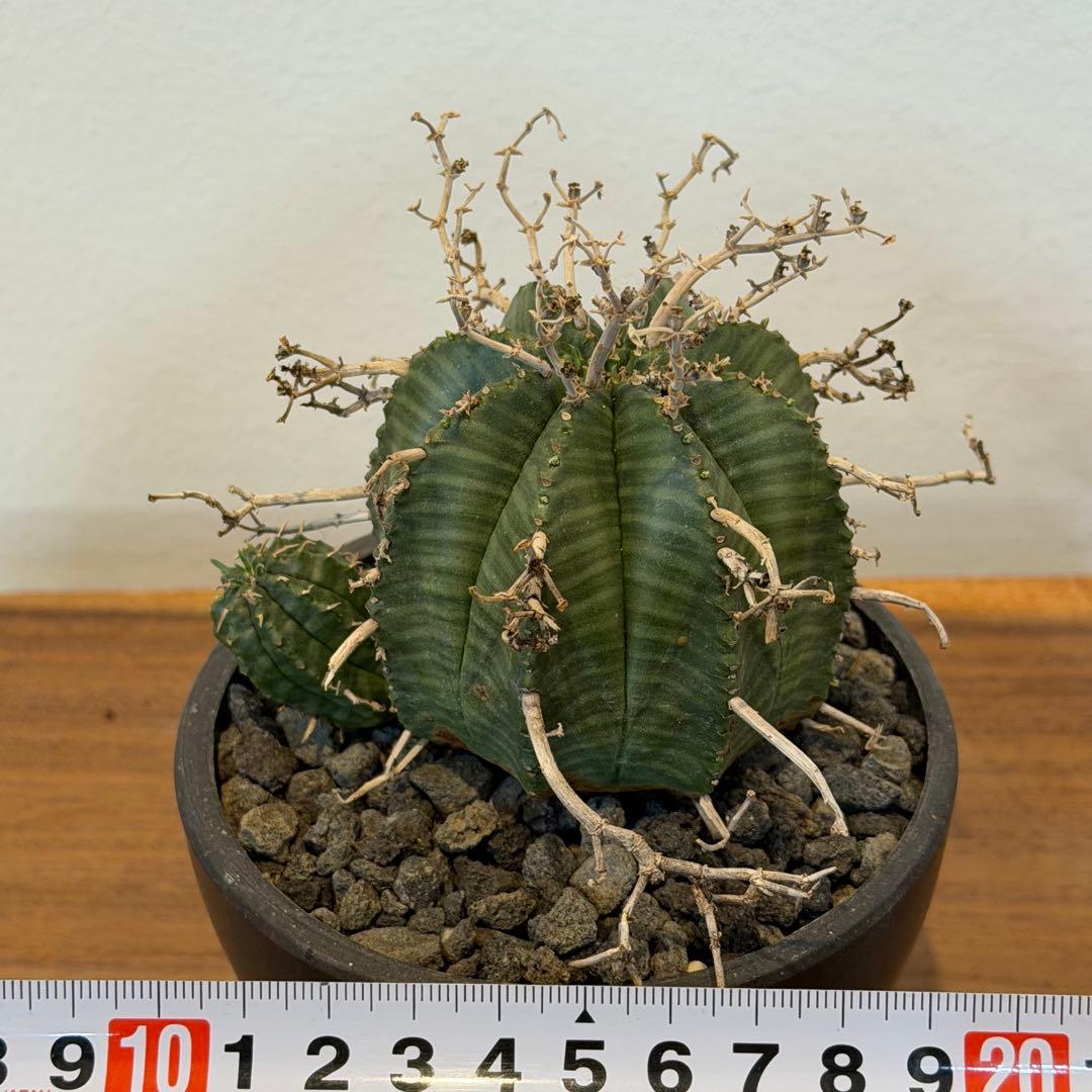 【美株】ユーフォルビア スーパーバリダ 雌株 国内実生株 塊根植物 サボテン
