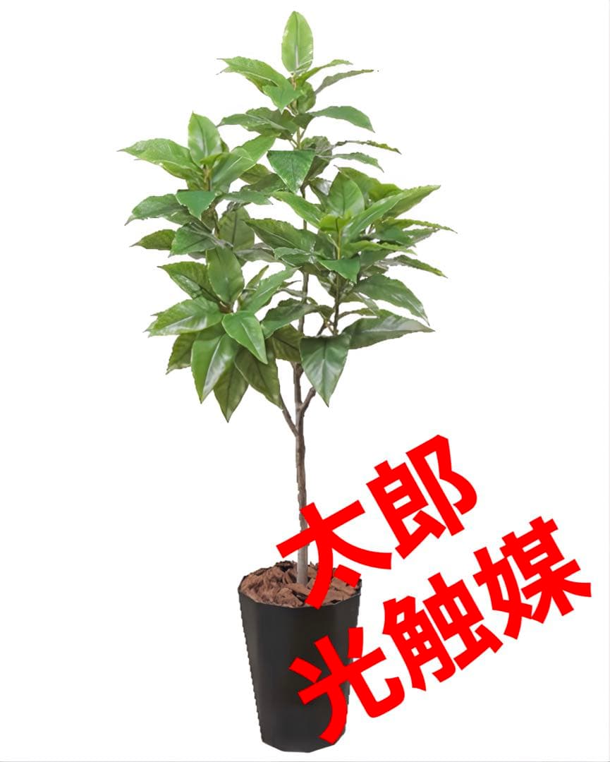 光触媒　人工観葉植物　ウォールグリーン　フィカスグリーン　フィカスフロリス