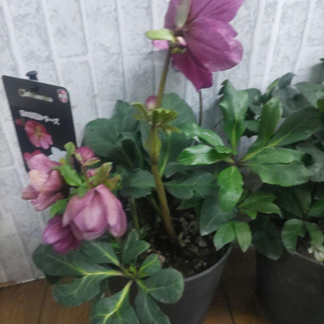 クリスマスローズ⭐️氷の薔薇⭐️雪の妖精⭐️プレミア鉢４鉢セット⭐️6号鉢