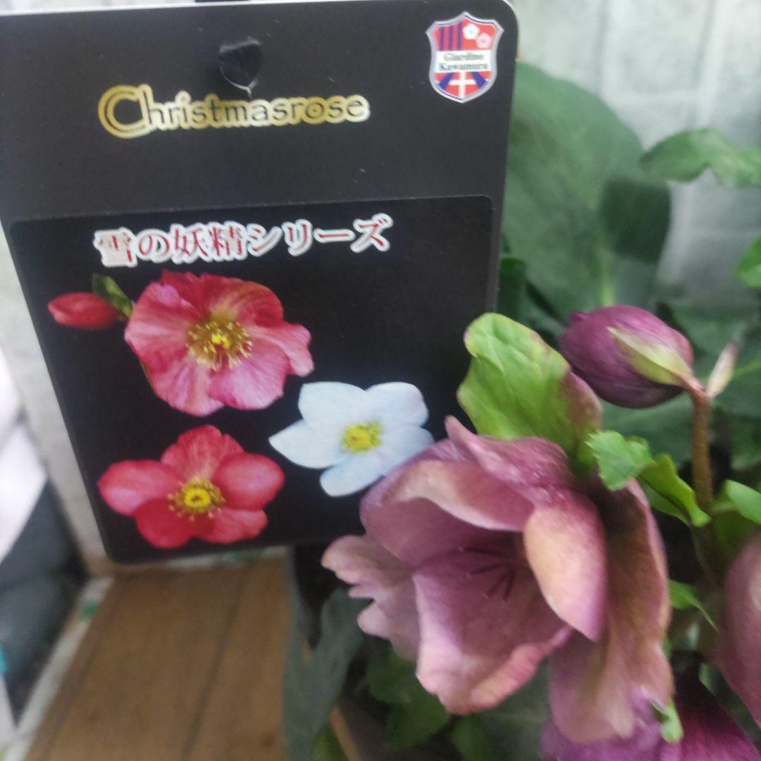 クリスマスローズ⭐️氷の薔薇⭐️雪の妖精⭐️プレミア鉢４鉢セット⭐️6号鉢
