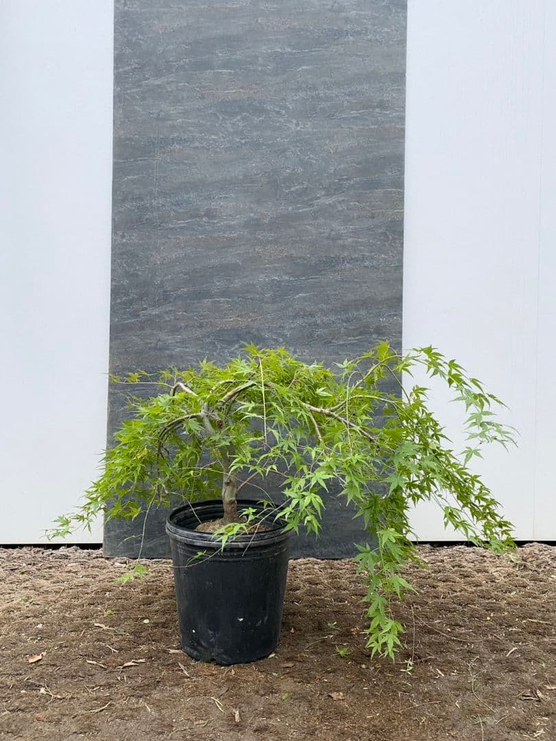 紅葉　流泉/901