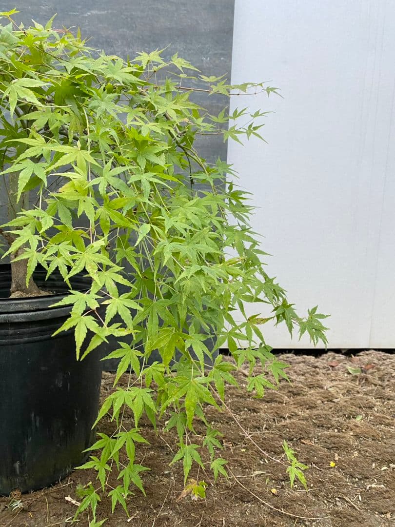 紅葉　流泉/901