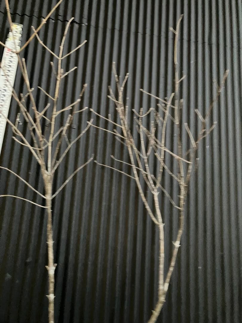 山採り　アオダモt
