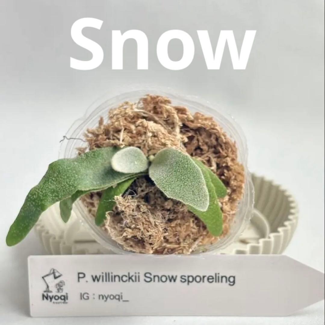 【メルカリ便】P. Willinckii (spore) 【47】