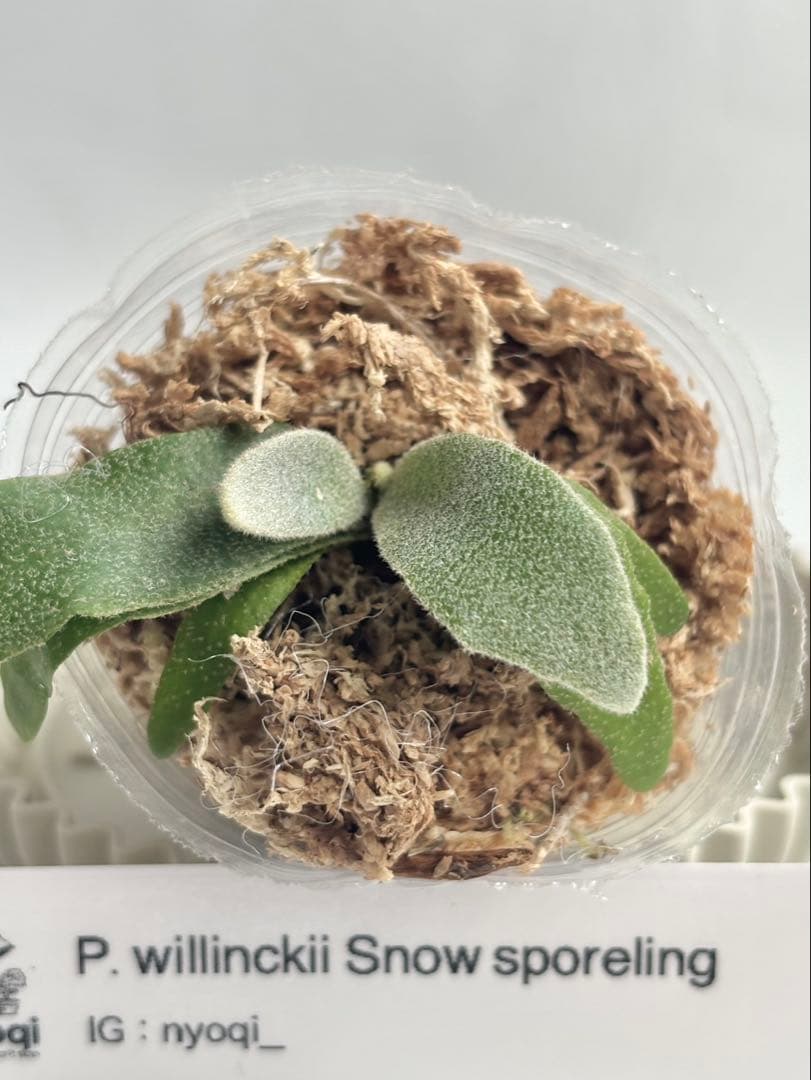 【メルカリ便】P. Willinckii (spore) 【47】