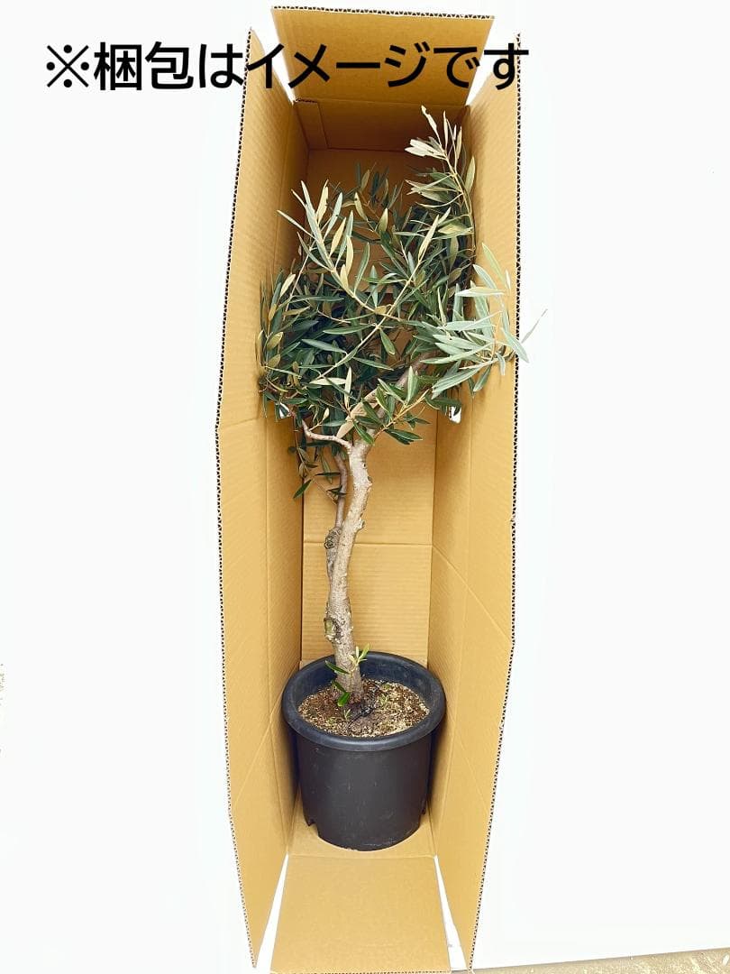 オリーブの木　コレッジョラ　8号　約130cm　K-320　現品掲載