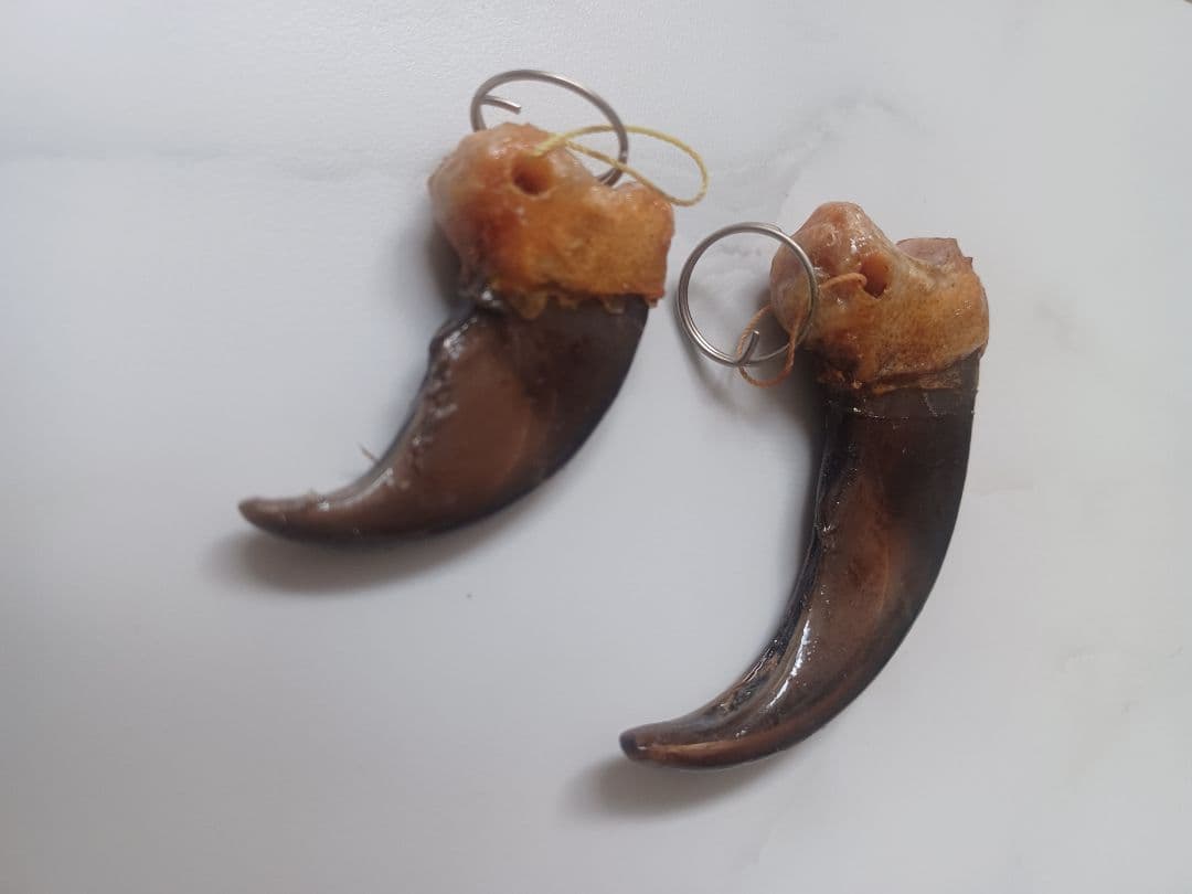 大人気 本物ヒグマの爪 親子2点セット