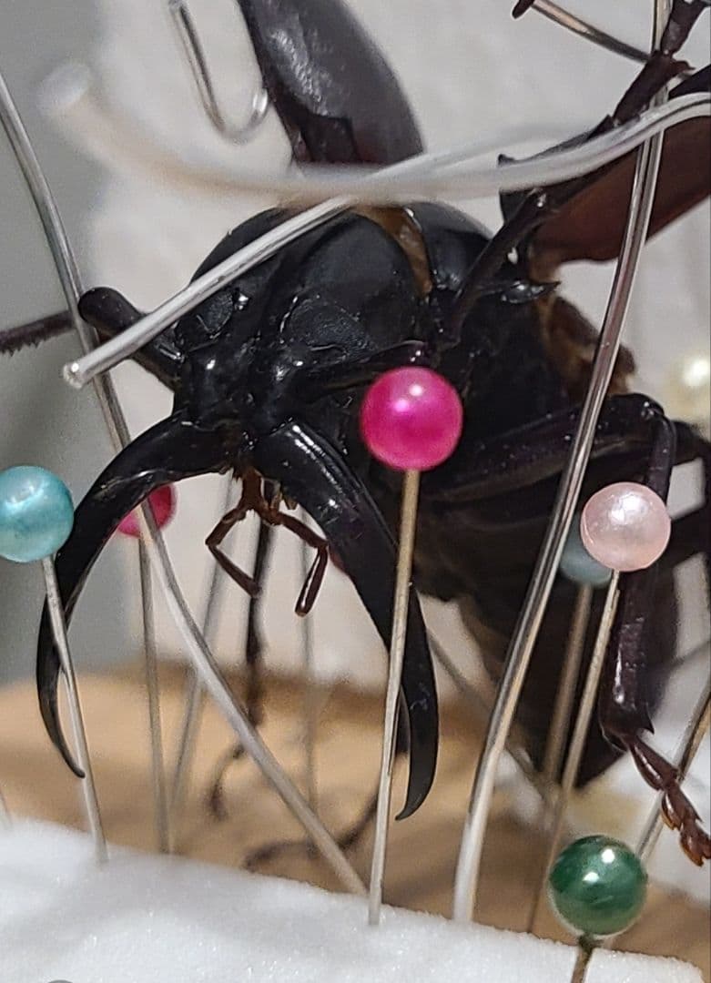 オリジナル標本箱+シャムオオキバノコギリカミキリ