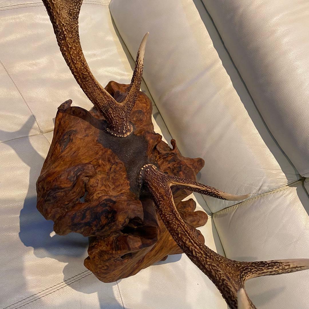 大幅値下げ！鹿の角オブジェ