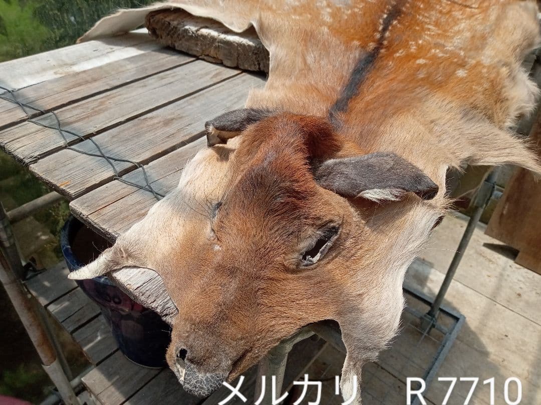 天然日本鹿の夏毛　ラグ