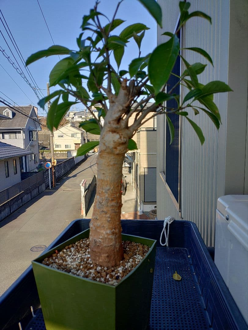 バオバブの木　アダンソニアディギタータ