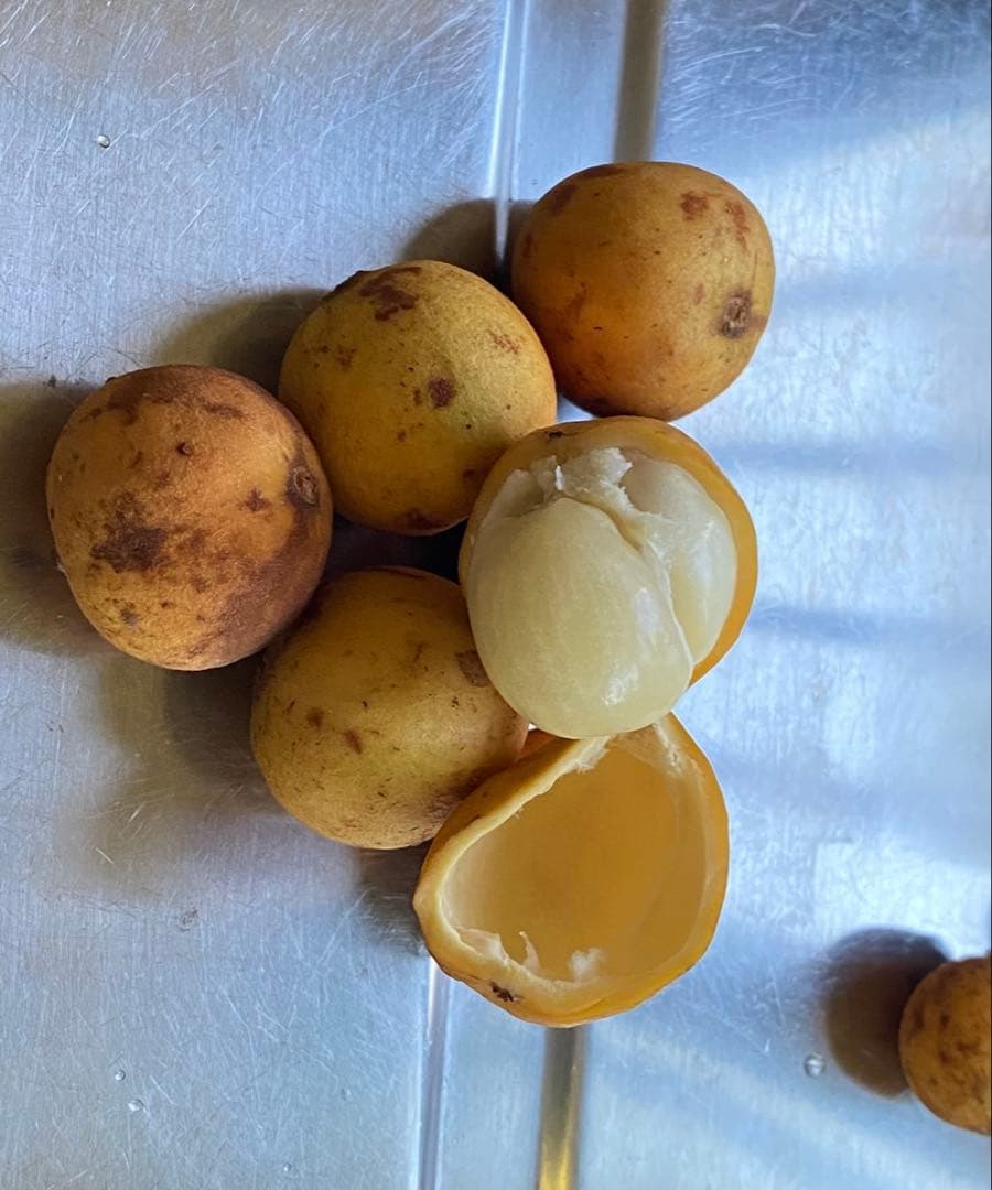 【熱帯果樹：10本セット】ランバイ（Baccaurea motleyana）