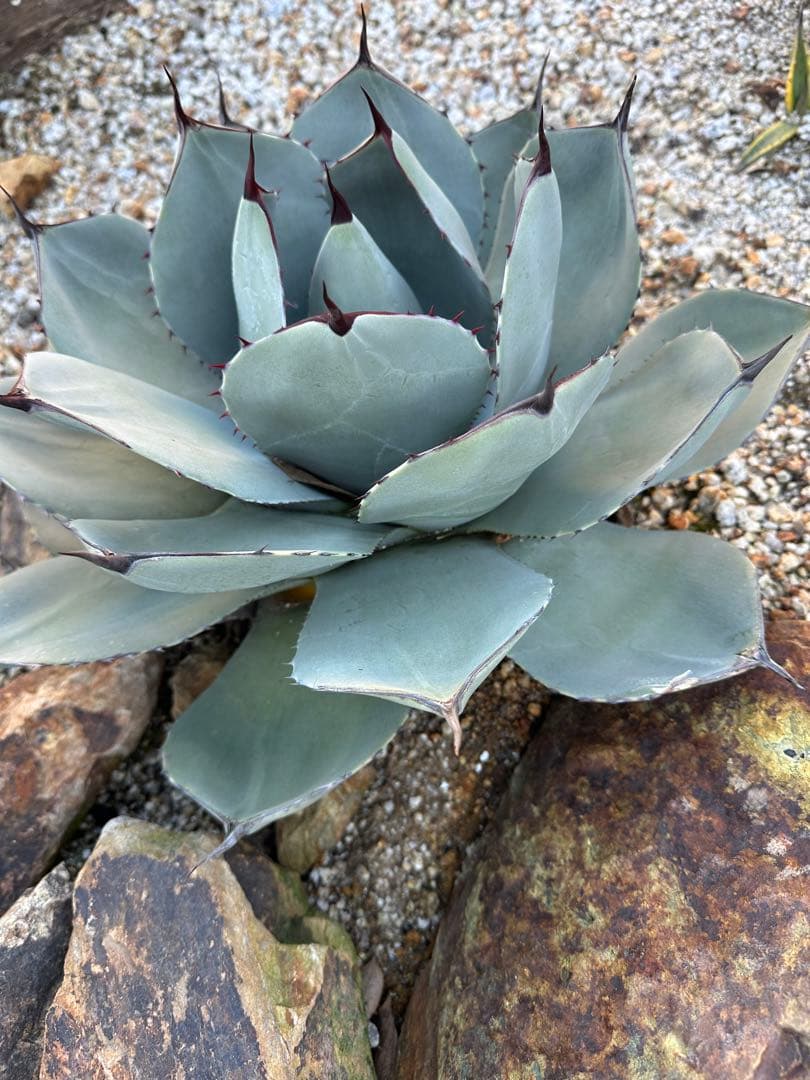 パリー　トランカータ　ハンティントン　選抜株　大株