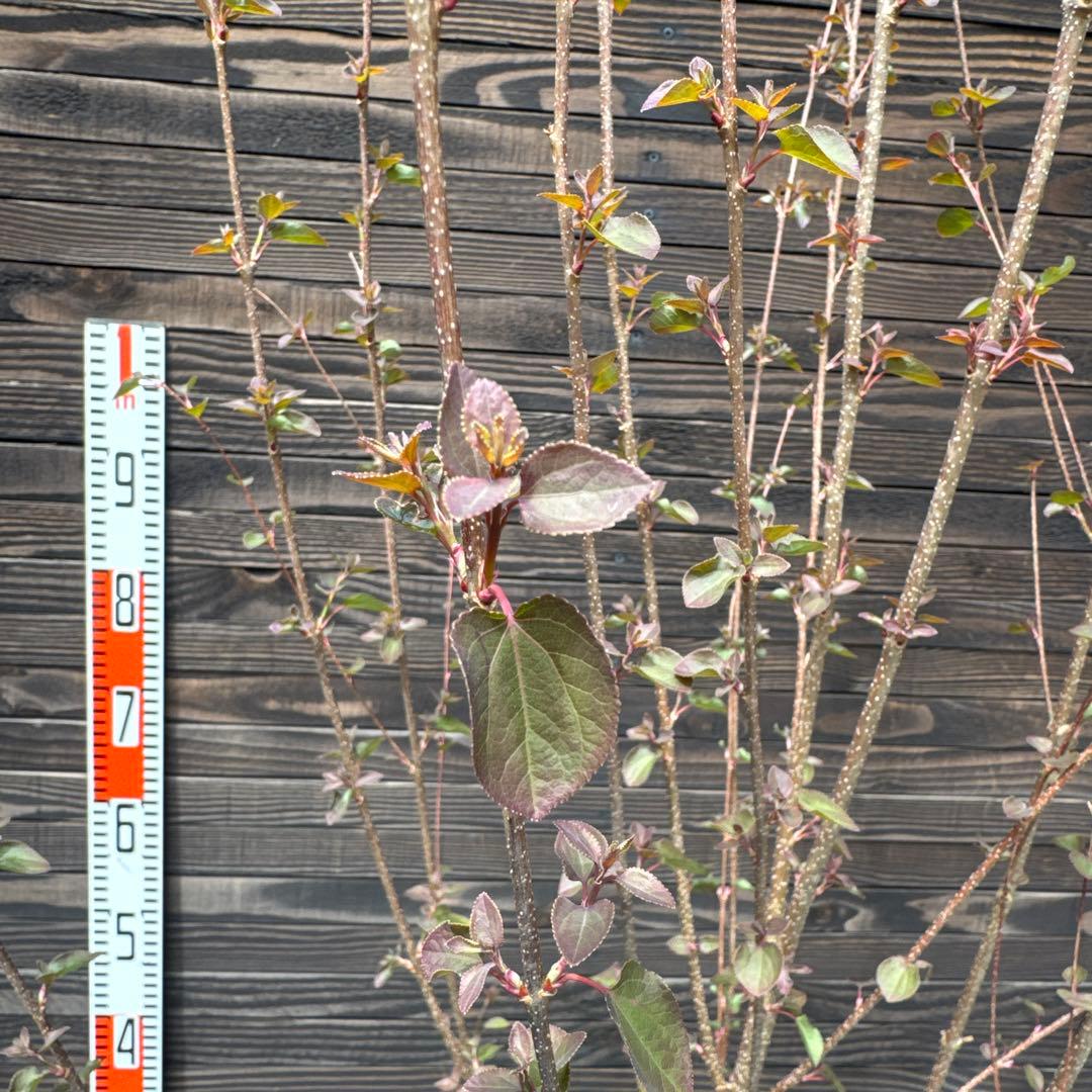 カツラ（桂）本株立ち【現品発送】管理 80051