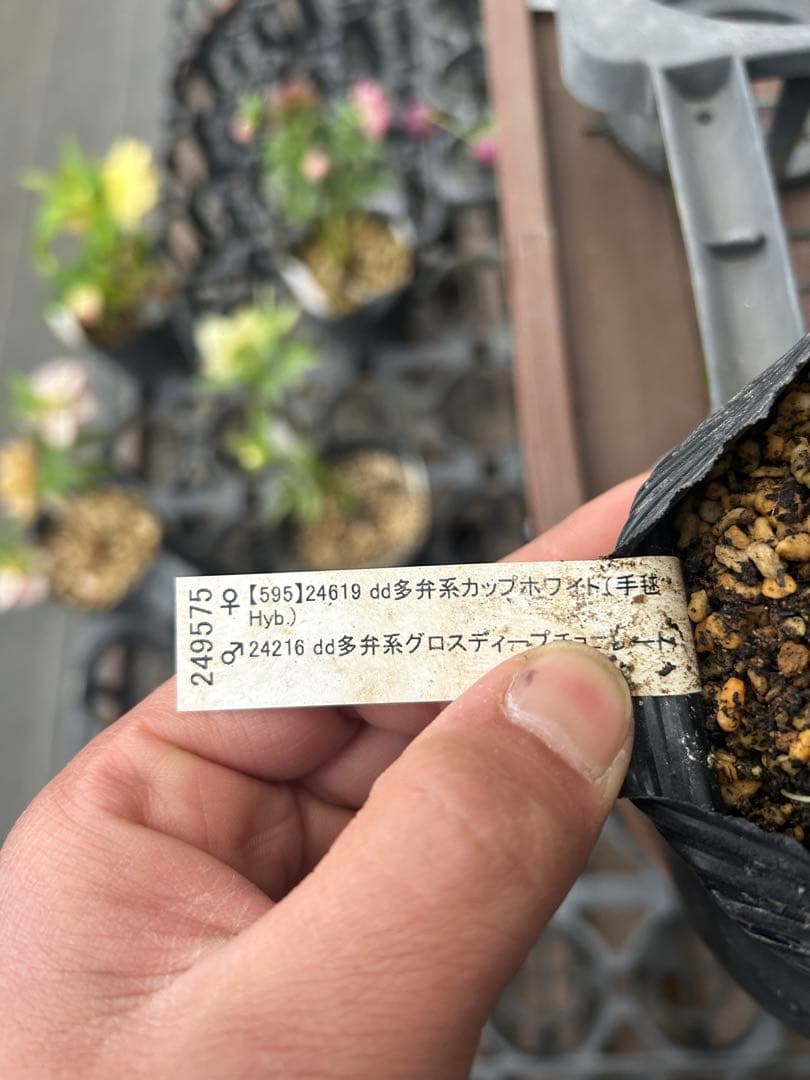 キラメキ⭐︎ ダークレッド 多重花弁 小型鉢