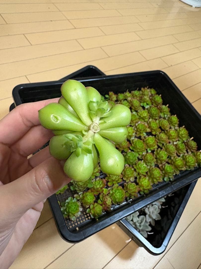かおたん様 3点おまとめ