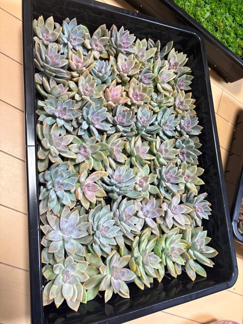 かおたん様 3点おまとめ