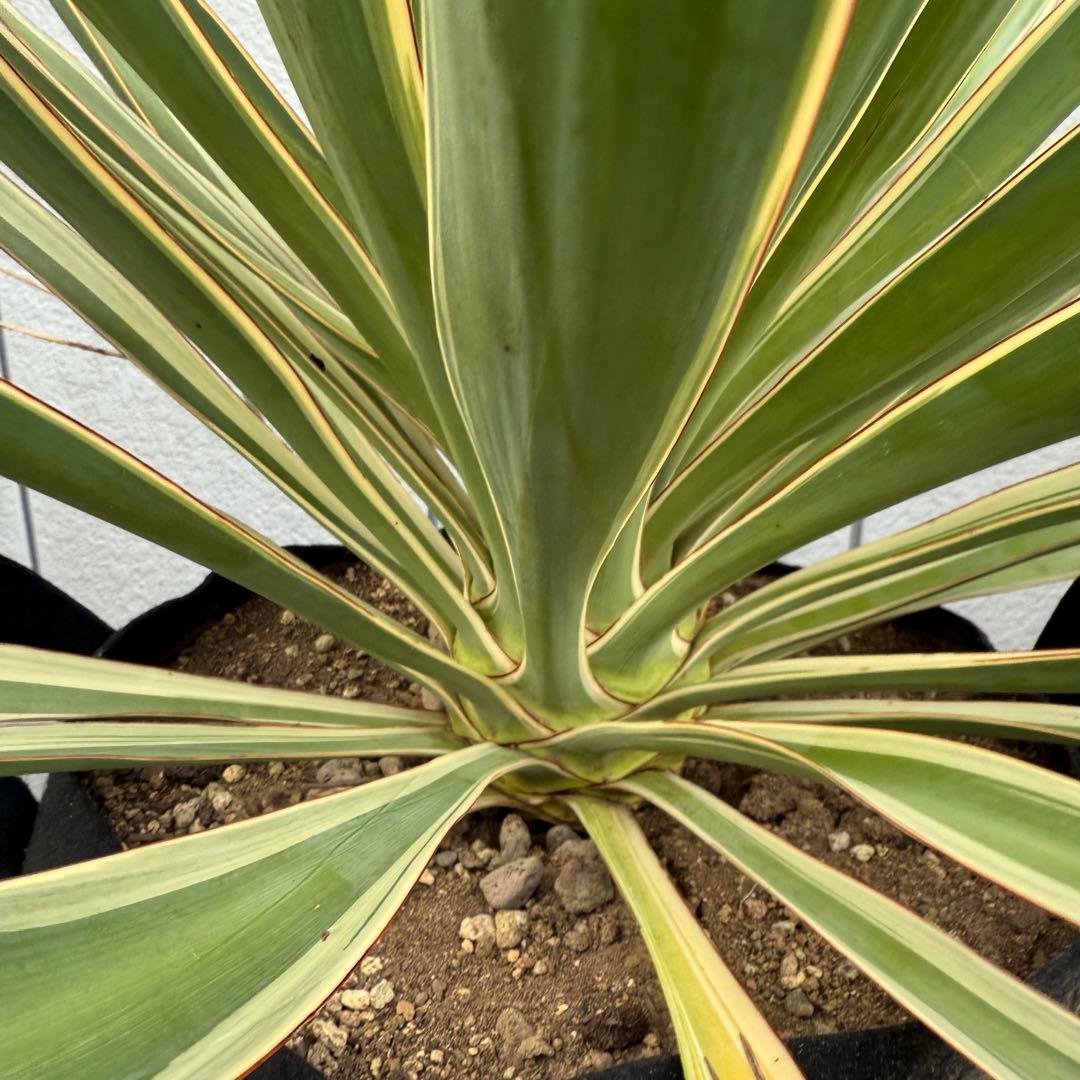 極太大株 グロリオサ バリエガータ ユッカ 観葉植物 １０号