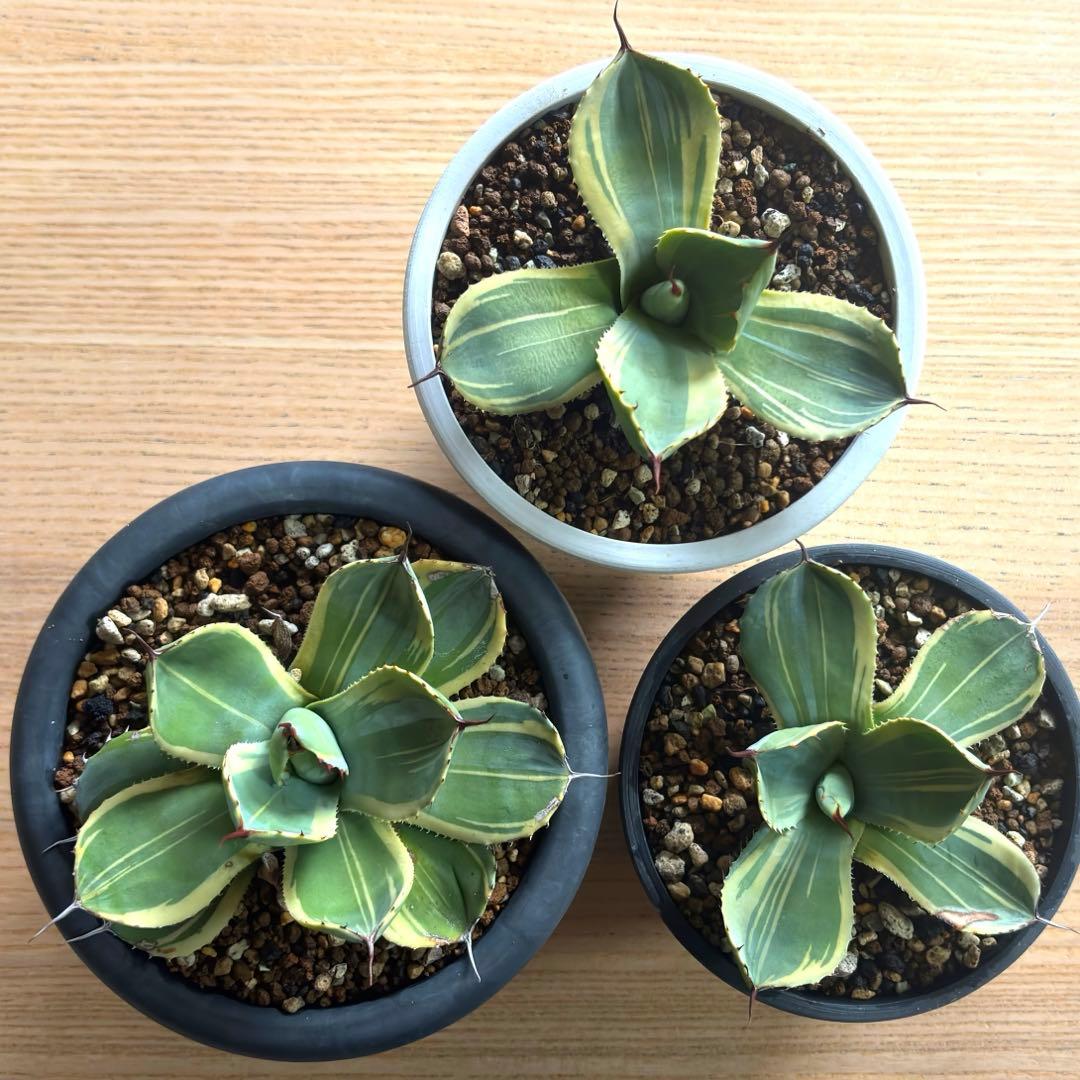 3株セット・アガベ ライムストリーク トランカータ ホーチエンシス