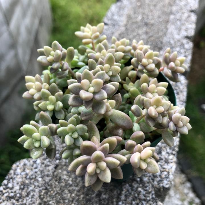 多肉植物✩.*˚姫秋麗 ポットごと