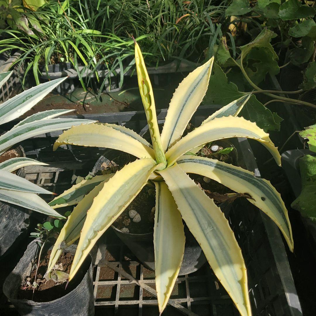 アガベ アメリカーナ 斑入り　変異株