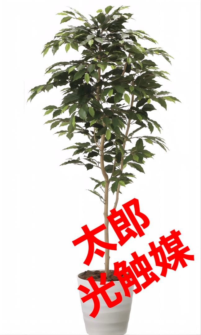 光触媒　人工観葉植物　ウォールグリーン　フェイクグリーン　ベンジャミン16070
