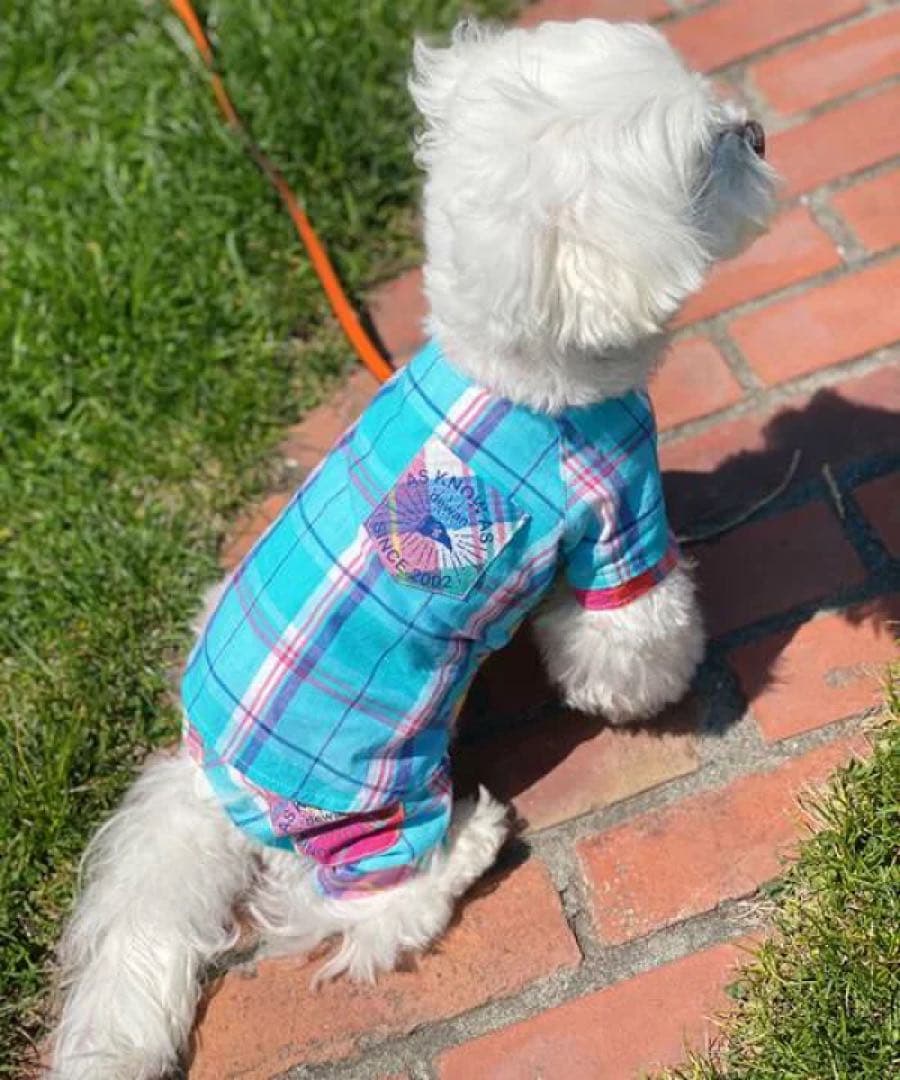 アズノウアズデワンasknowasdewan♡マドラスサマーバケーションset品