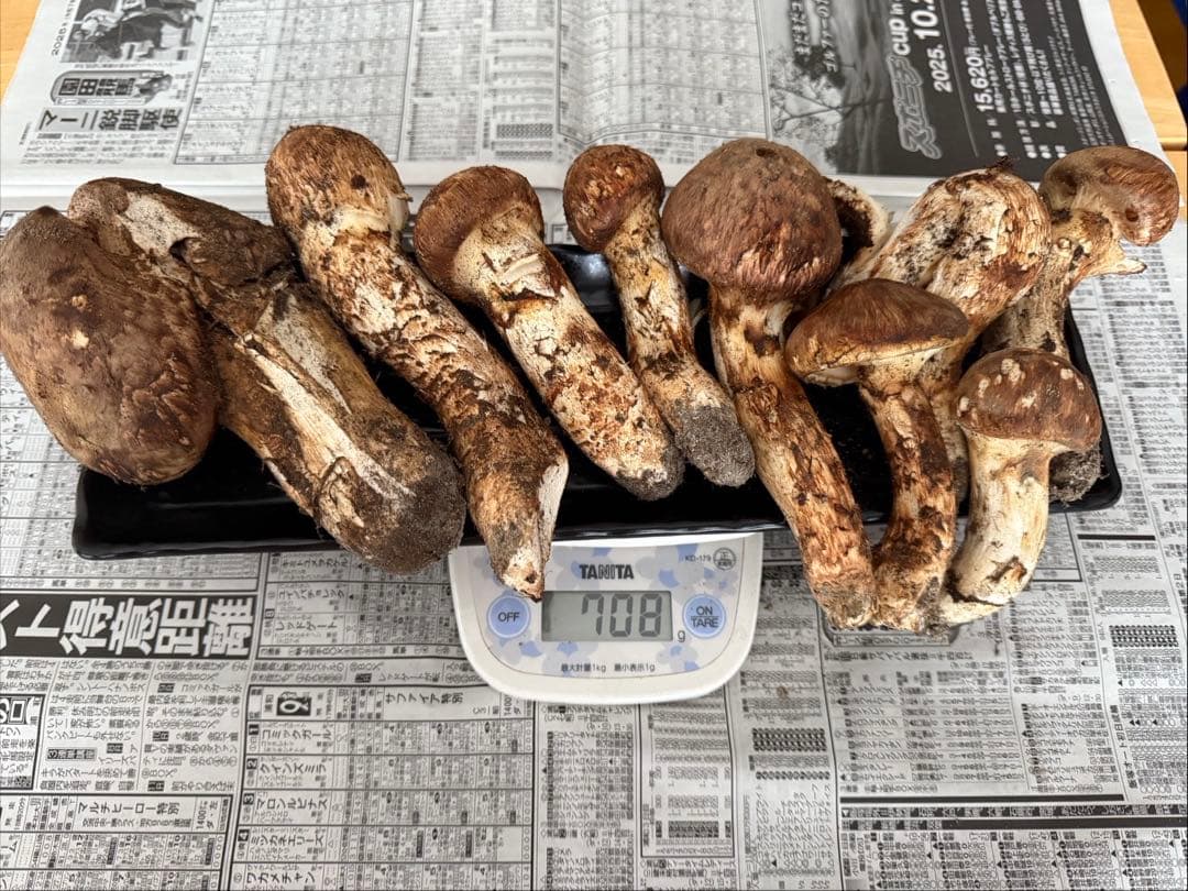 松茸　北海道　700g 訳あり　国産
