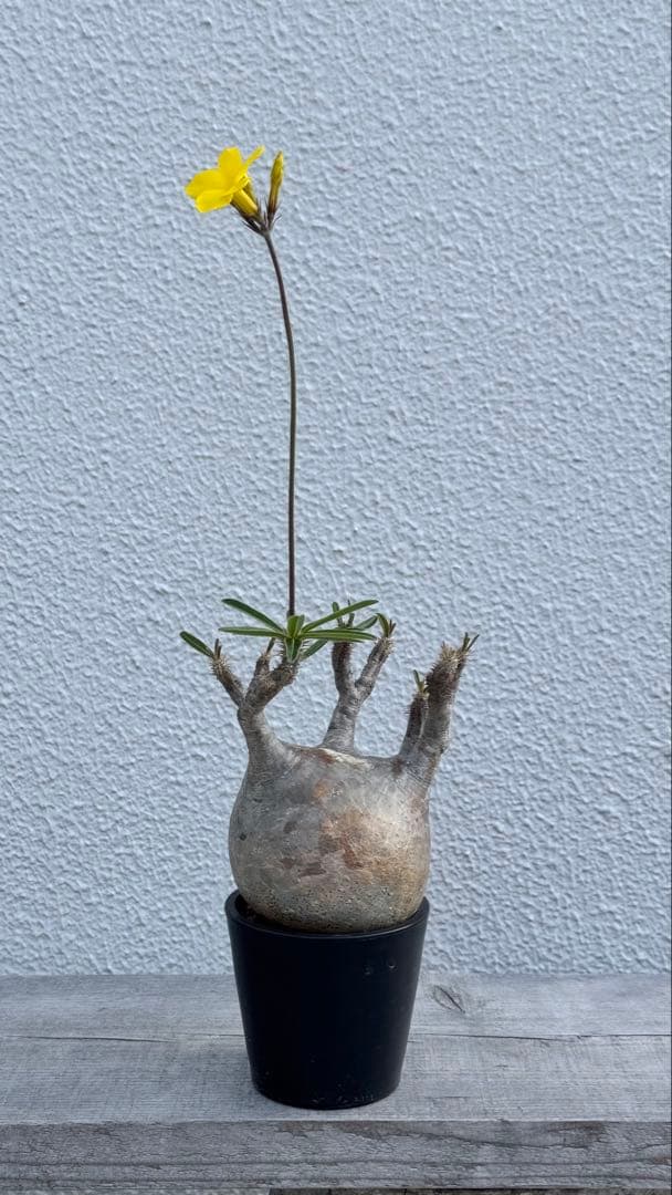 パキポディウム グラキリス　まんまるボディ　発根済み