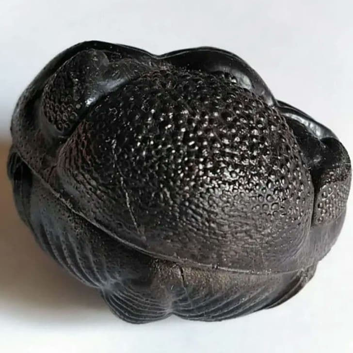 化石　骨格　標本　三葉虫　ファコプス　大型種