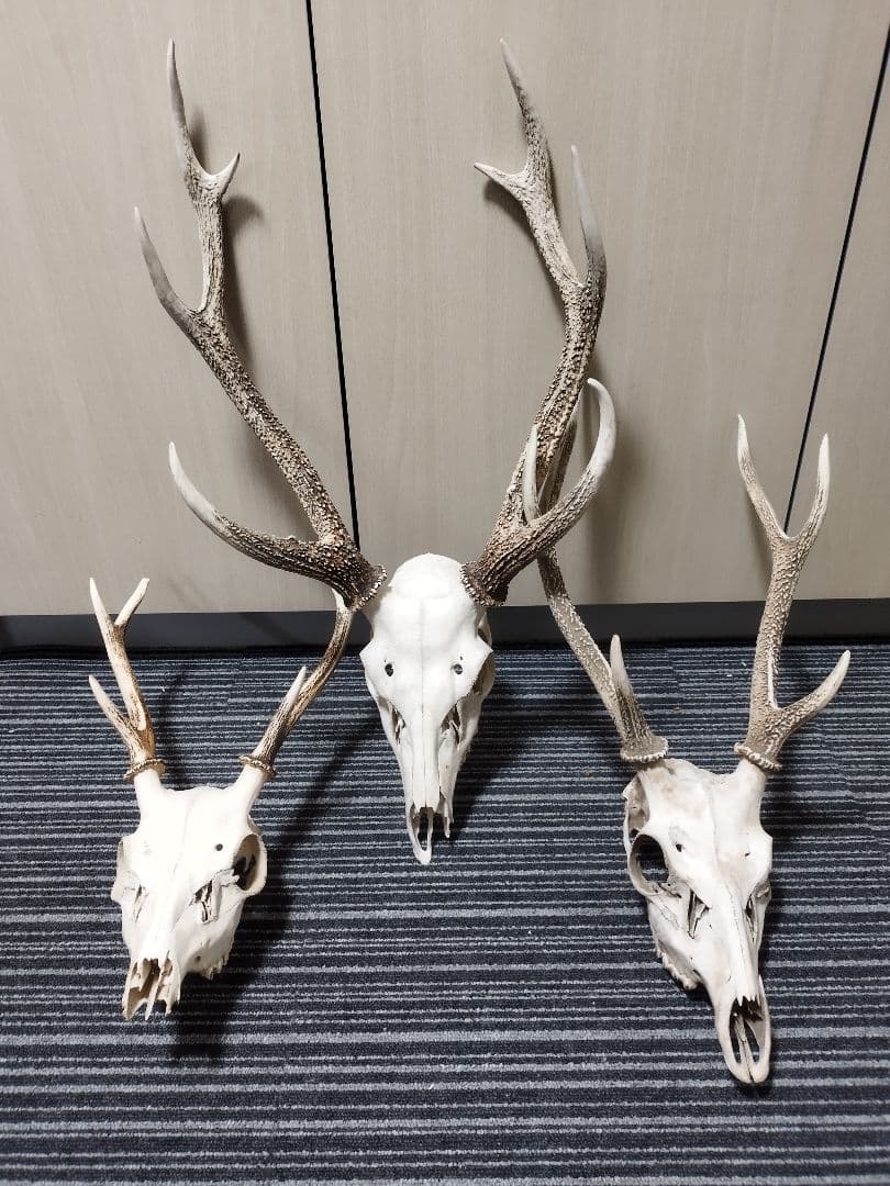 鹿の角　ニホンジカ 3頭