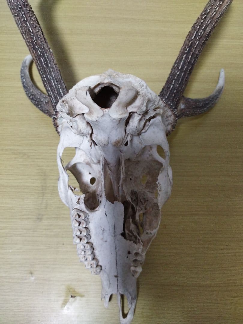 鹿の角　ニホンジカ 3頭