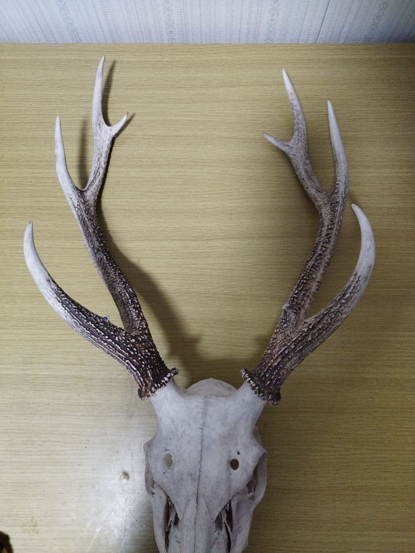 鹿の角　ニホンジカ 3頭