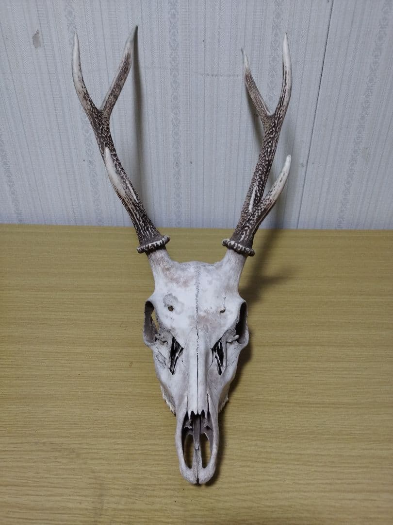 鹿の角　ニホンジカ 3頭