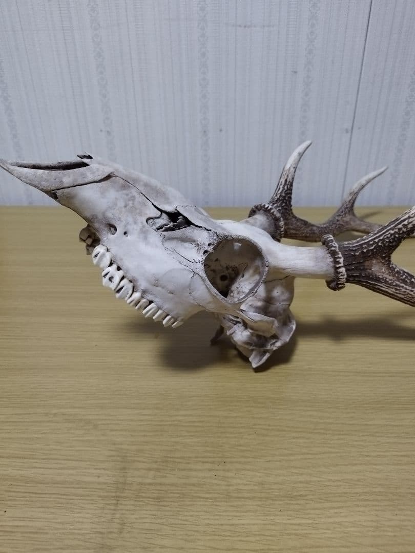 鹿の角　ニホンジカ 3頭