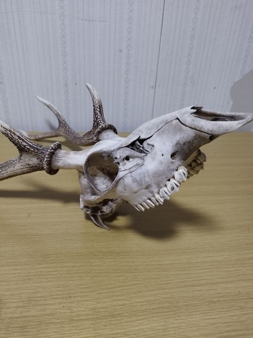 鹿の角　ニホンジカ 3頭