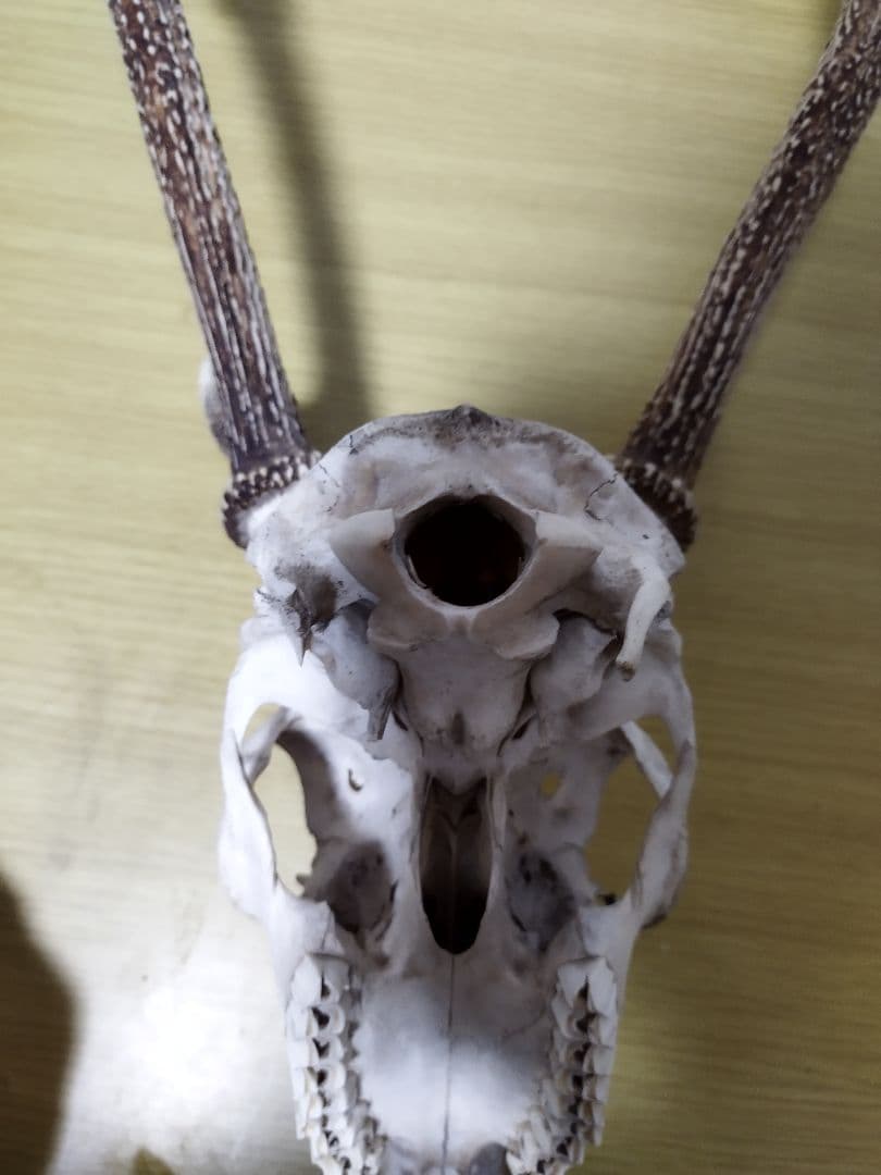 鹿の角　ニホンジカ 3頭